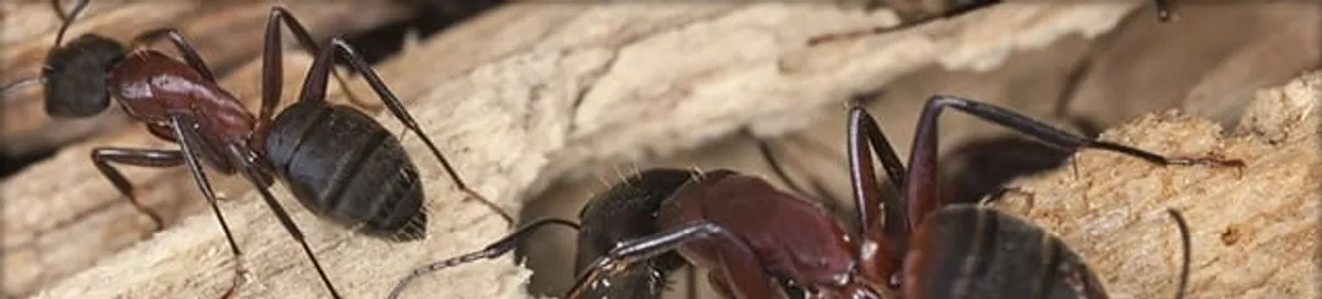 Close-up of ants on wood showing an active ant infestation in Allentown, PA