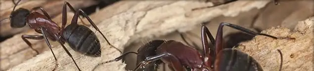 Close-up of ants on wood showing an active ant infestation in Allentown, PA
