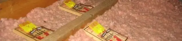 Mouse traps placed in an attic for rodent control in Allentown, PA