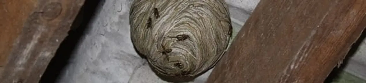 Wasp nest in an attic space, a common home infestation risk in Allentown, PA