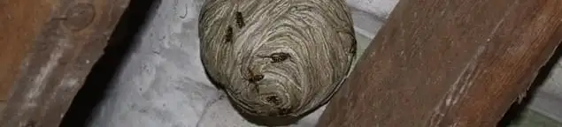 Wasp nest in an attic space, a common home infestation risk in Allentown, PA