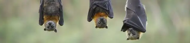 Bats roosting together, a common sign of a bat infestation in Allentown, PA