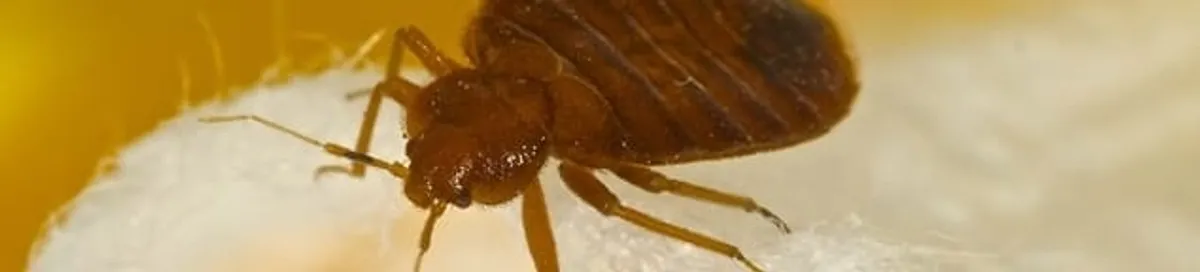 Close-up of a bed bug, a sign of an active infestation in Allentown, PA