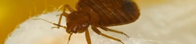 Close-up of a bed bug, a sign of an active infestation in Allentown, PA