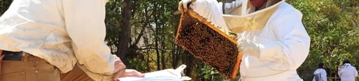 Bee removal specialists relocating a hive and honeycomb safely in Allentown, PA