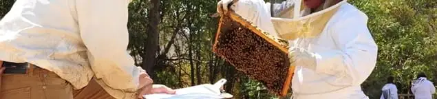 Bee removal specialists relocating a hive and honeycomb safely in Allentown, PA