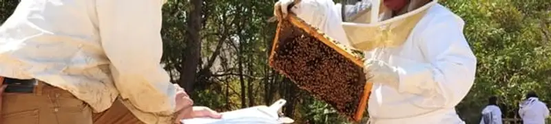 Bee removal specialists relocating a hive and honeycomb safely in Allentown, PA