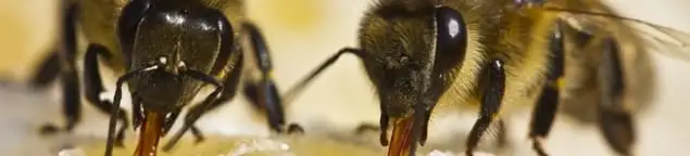 Close-up of honey bees, a sign of a nearby hive in Allentown, PA
