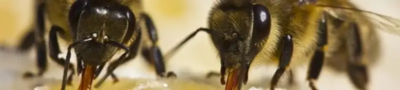 Close-up of honey bees, a sign of a nearby hive in Allentown, PA