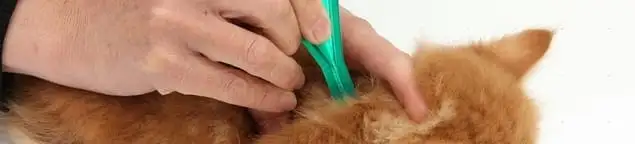 Flea treatment for pets using a flea comb, a sign of flea problems in Allentown, PA