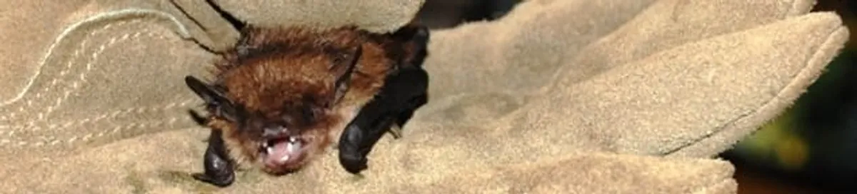 Bat removal specialist holding a bat safely during humane exclusion in Allentown, PA
