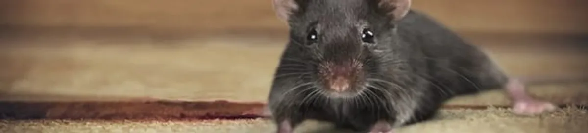 Mouse indoors, a common sign of a rodent infestation in Allentown, PA