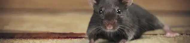 Mouse indoors, a common sign of a rodent infestation in Allentown, PA