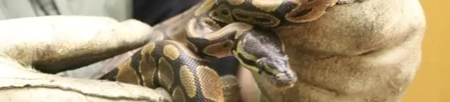 Snake removal specialist safely handling a snake with protective gloves in Allentown, PA