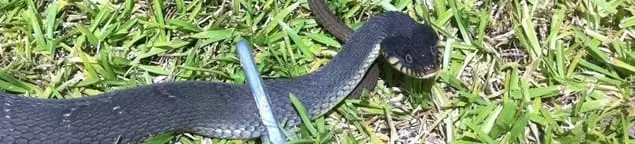 Snake in a yard, a common sign of a snake problem near a home in Allentown, PA