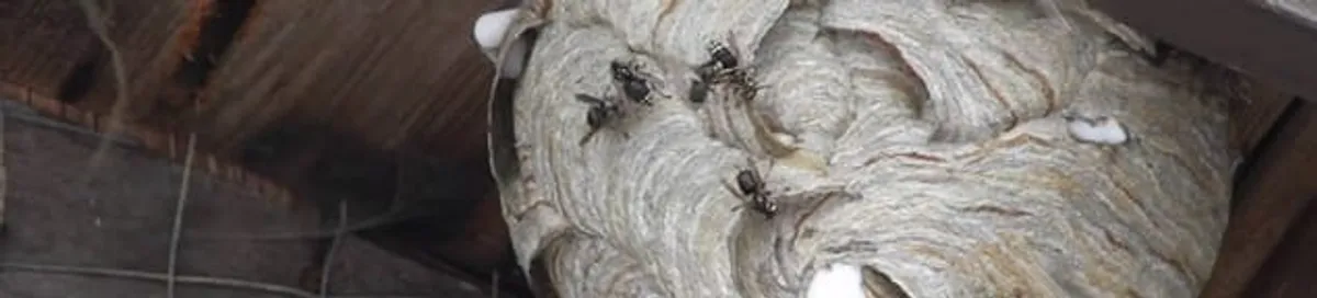 Close-up of a wasp nest with active wasps, a sign of an infestation in Allentown, PA