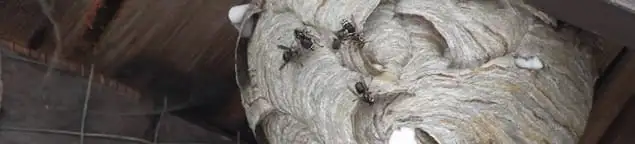 Close-up of a wasp nest with active wasps, a sign of an infestation in Allentown, PA